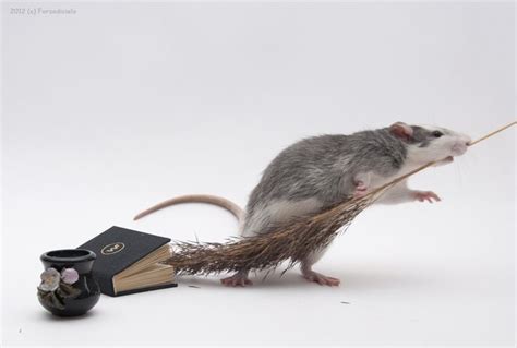 Mouse Divination: The Art of Reading the Messages of Mice in Magic